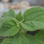 깻잎의 항균 성분과 면역력 높이는 먹는 법, 생선요리와 최고의 궁합