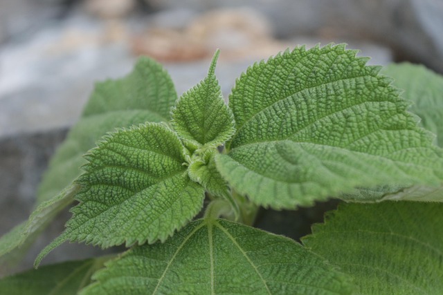깻잎의 항균 성분과 면역력 높이는 먹는 법, 생선요리와 최고의 궁합